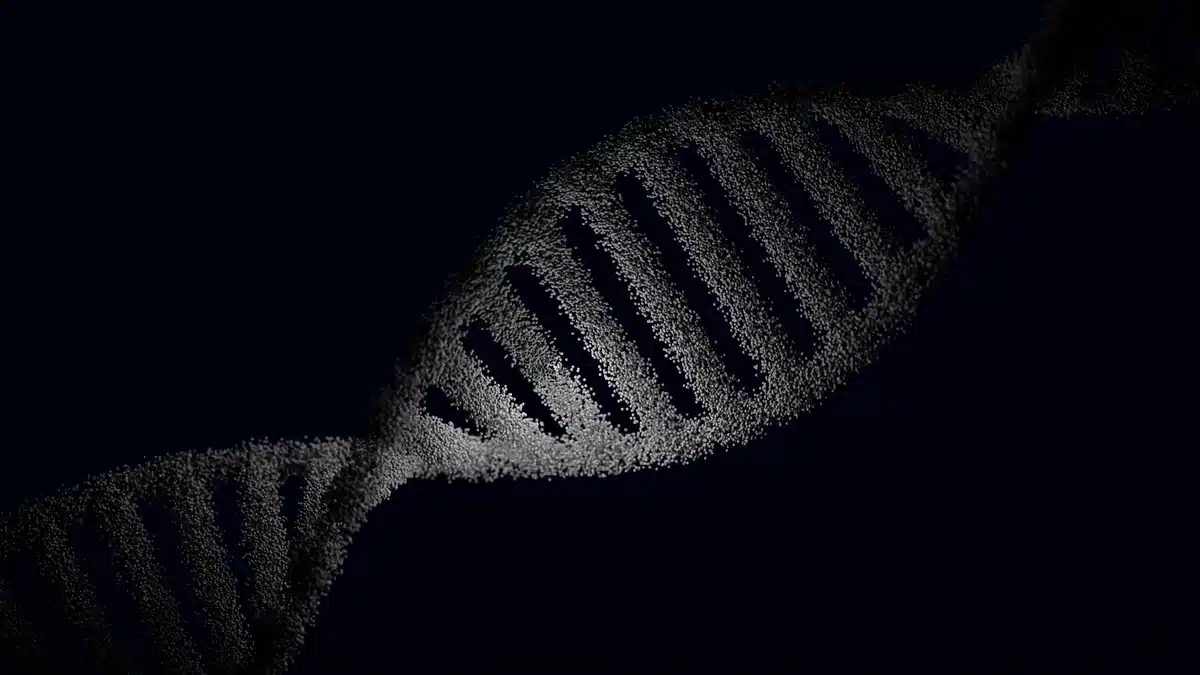 Illustration scientifique des télomères aux extrémités des chromosomes.