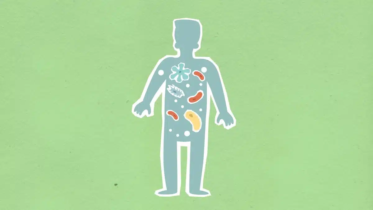 Représentation du microbiote intestinal et des bactéries bénéfiques pour la santé.