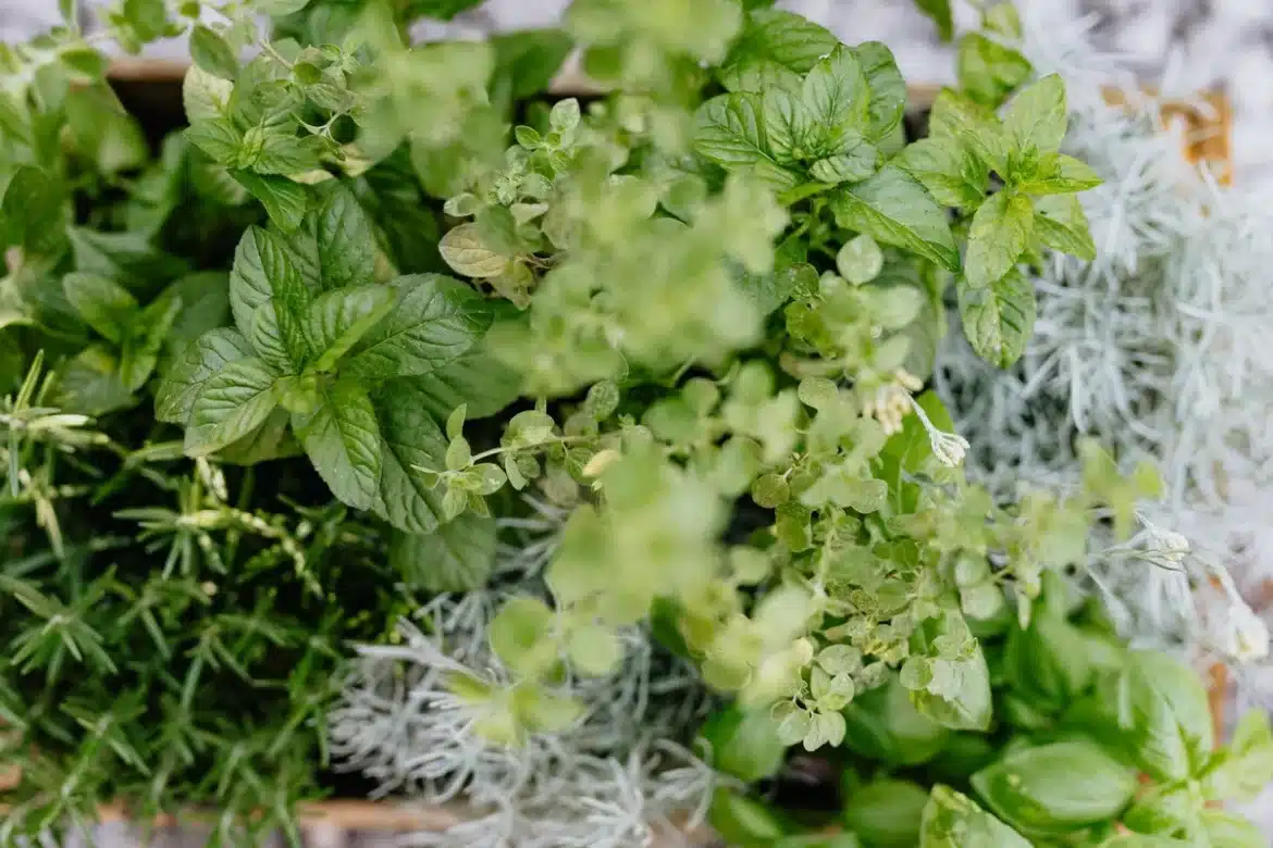 Brins de romarin frais avec des gouttes d'huile essentielle, entourés d'herbes aromatiques sur un fond clair.