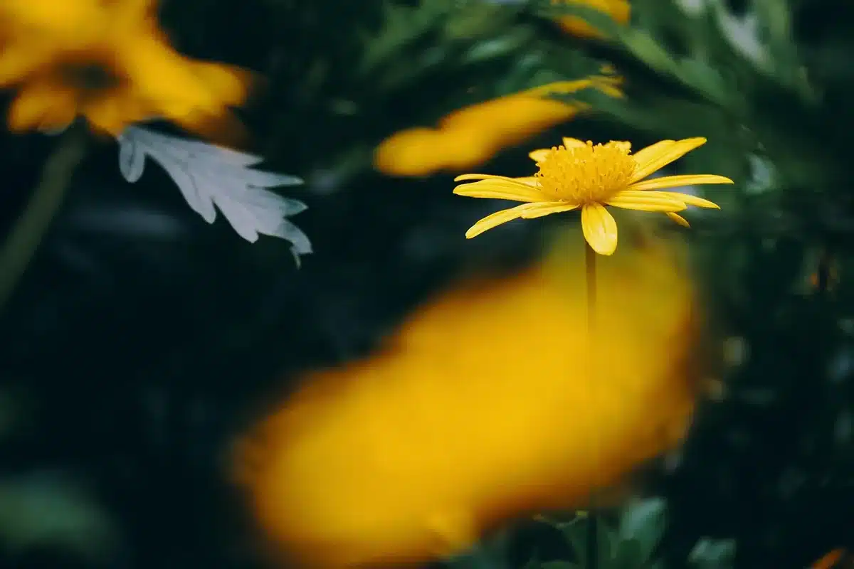 Feuilles d'andrographis en gros plan dans la lumière du jour