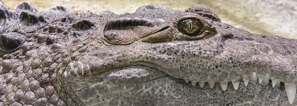 Gros plan sur rouleaux massant mécaniques posés sur une serviette